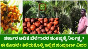 Govt Peanut Board Rejection Negligence to the plight of growers